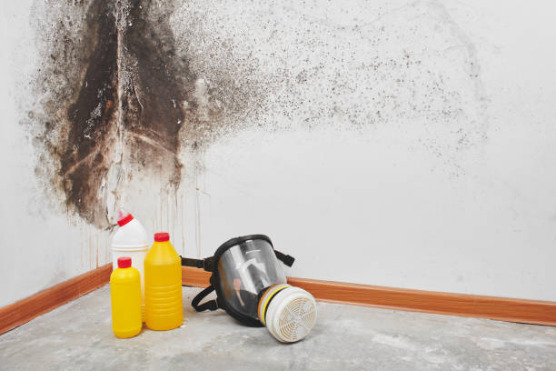 Best Fast Mold Removal  in Warren, MN