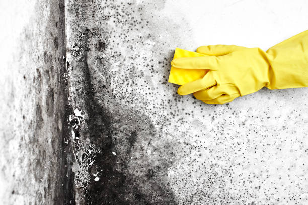 Best Mold Testing  in Warren, MN