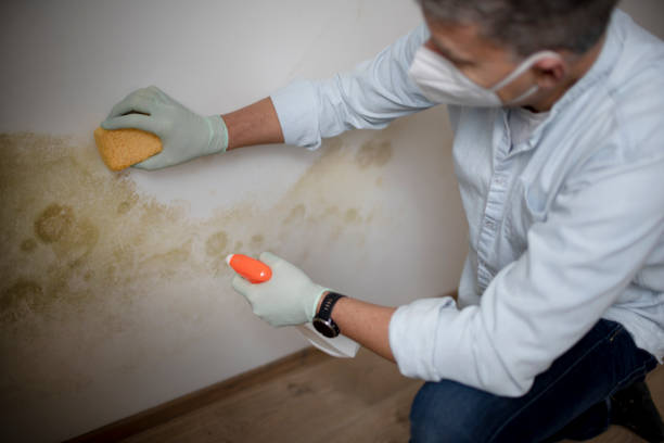 Best Attic Mold Removal  in Warren, MN