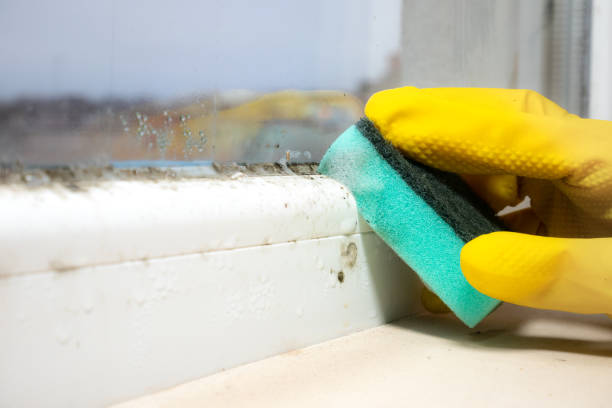 Mold Removal and Inspection in Warren, MN