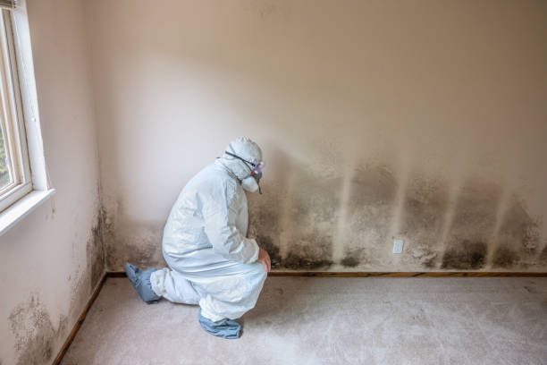 Best Attic Mold Removal  in Warren, MN