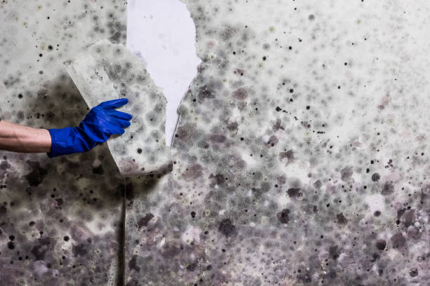 Best Mold Remediation  in Warren, MN